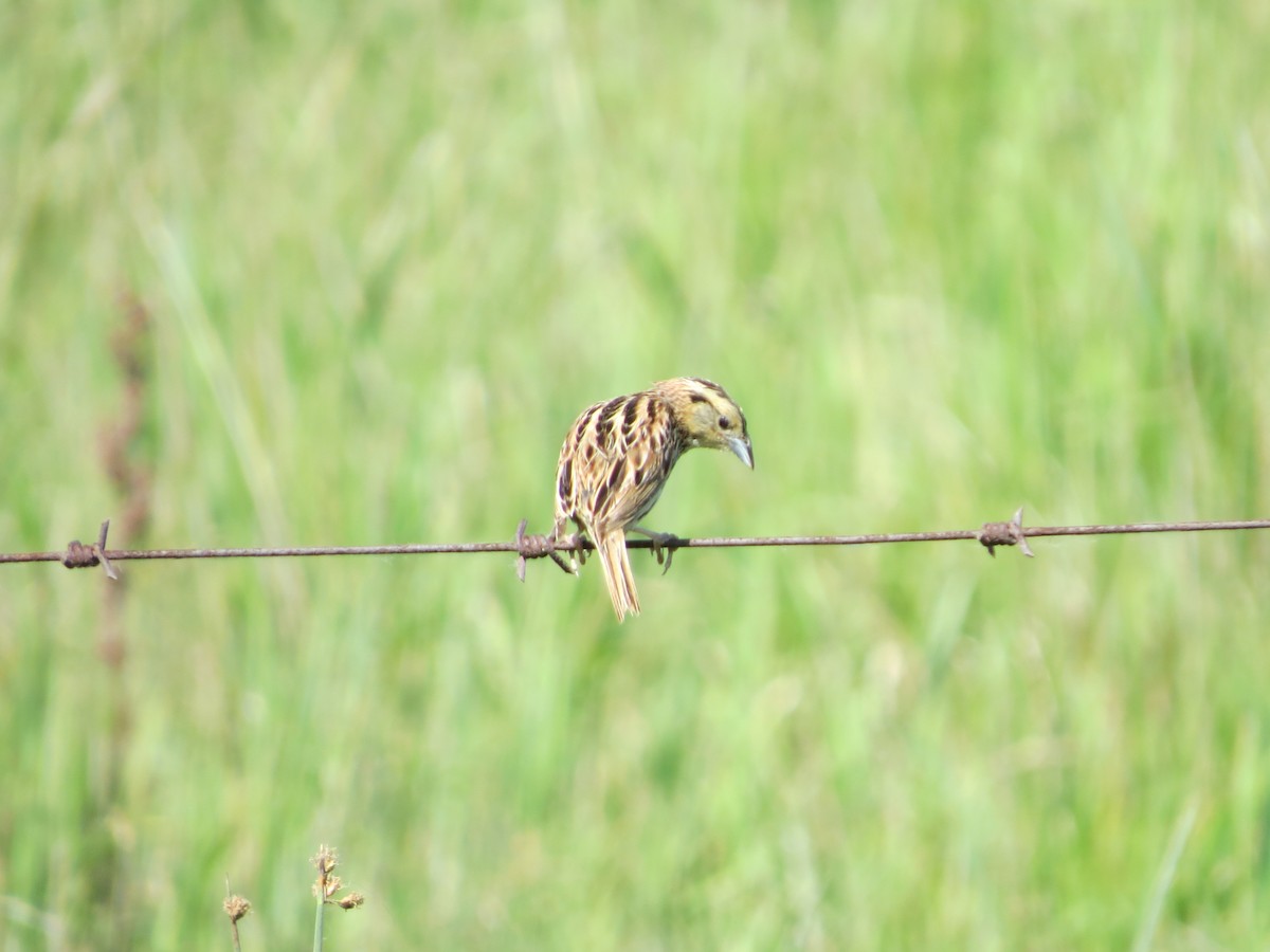 Grasshopper Sparrow - Ted Hindmarch