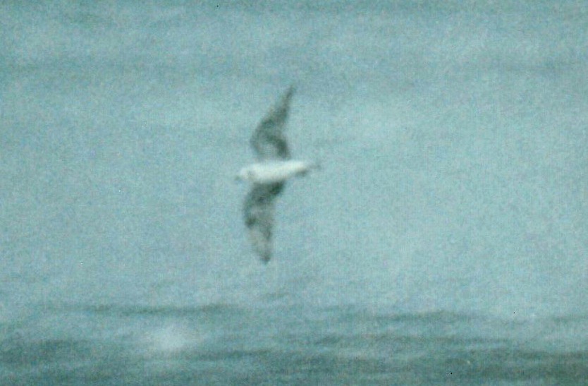 White-winged Tern - Kayo Roy