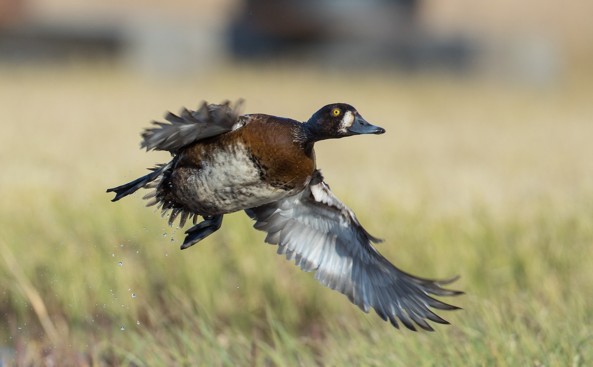Greater Scaup - ML106533831