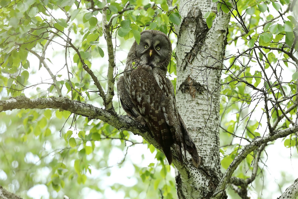 Great Gray Owl - Dominic Mitchell