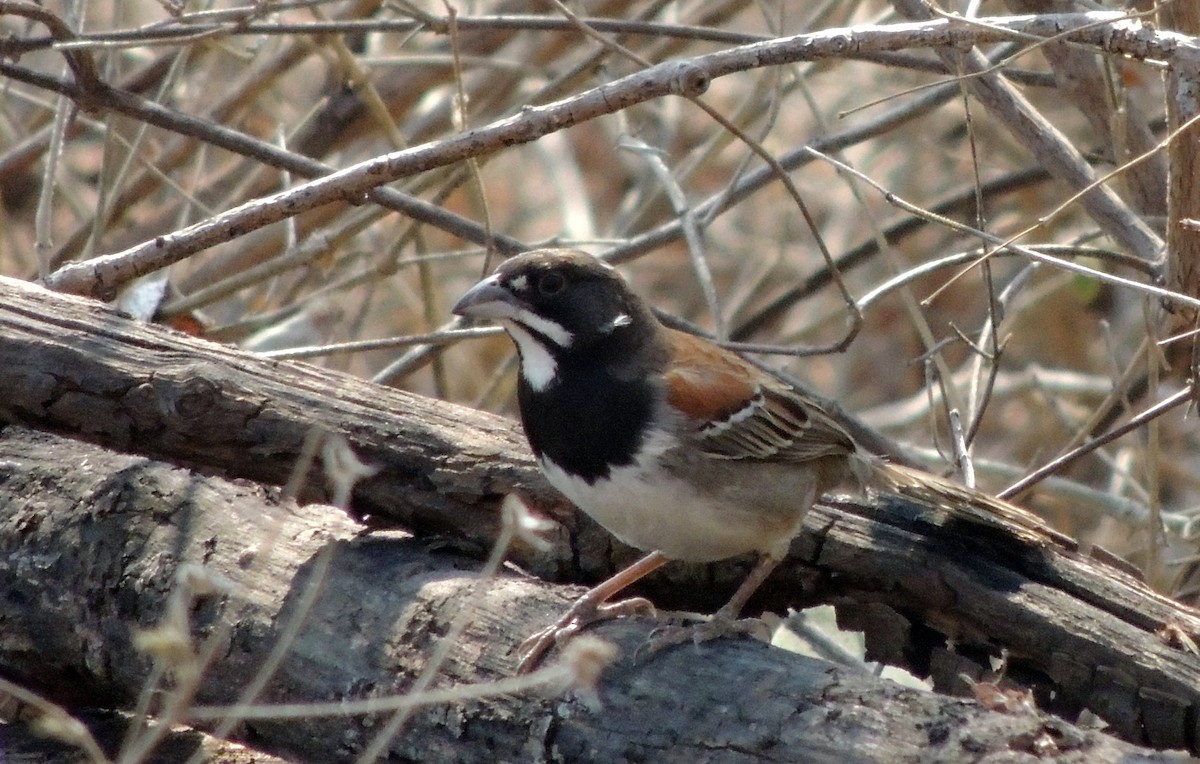 Black-chested Sparrow - ML106536981