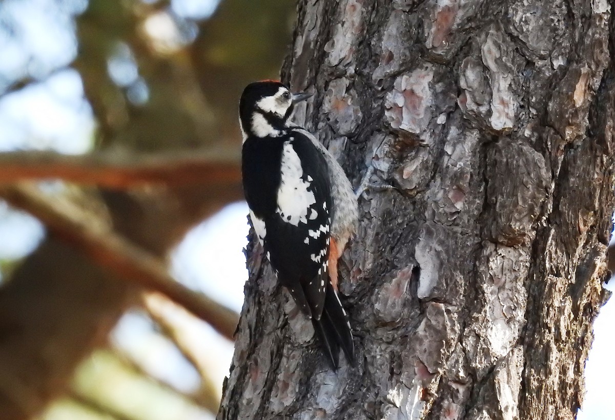 Great Spotted Woodpecker - ML106542491