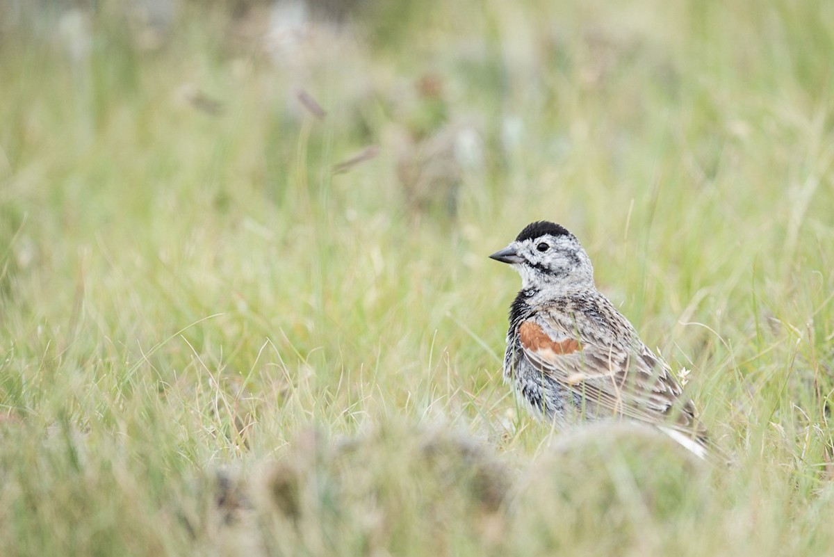 Thick-billed Longspur - Cameron Carver
