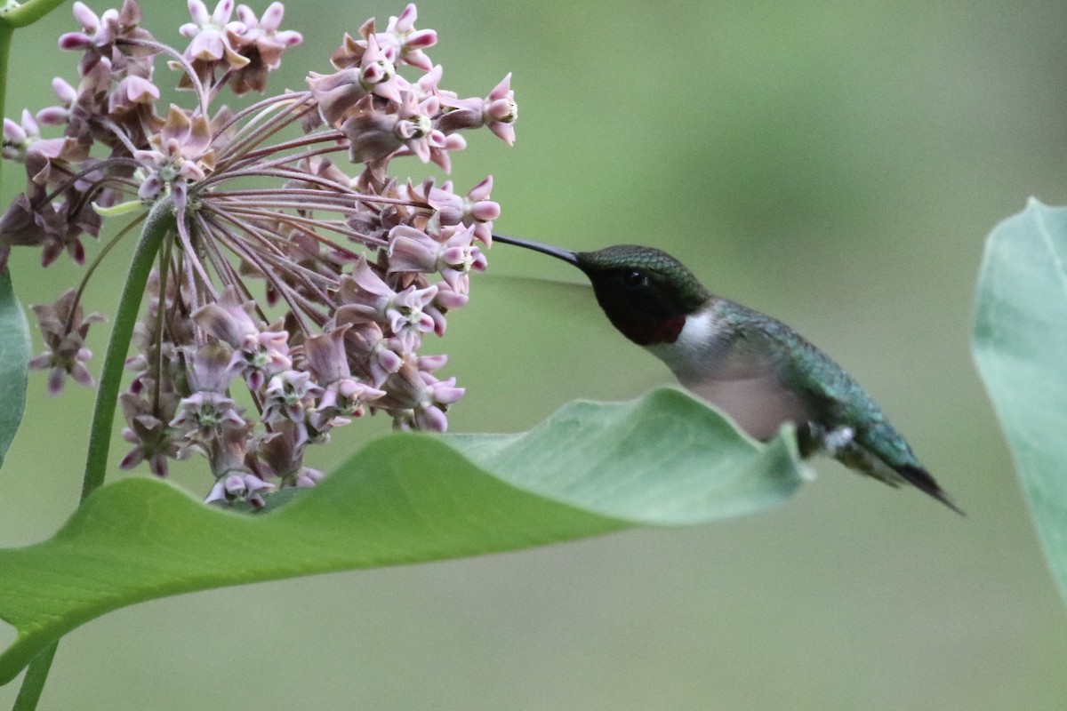 Ruby-throated Hummingbird - Glen Chapman
