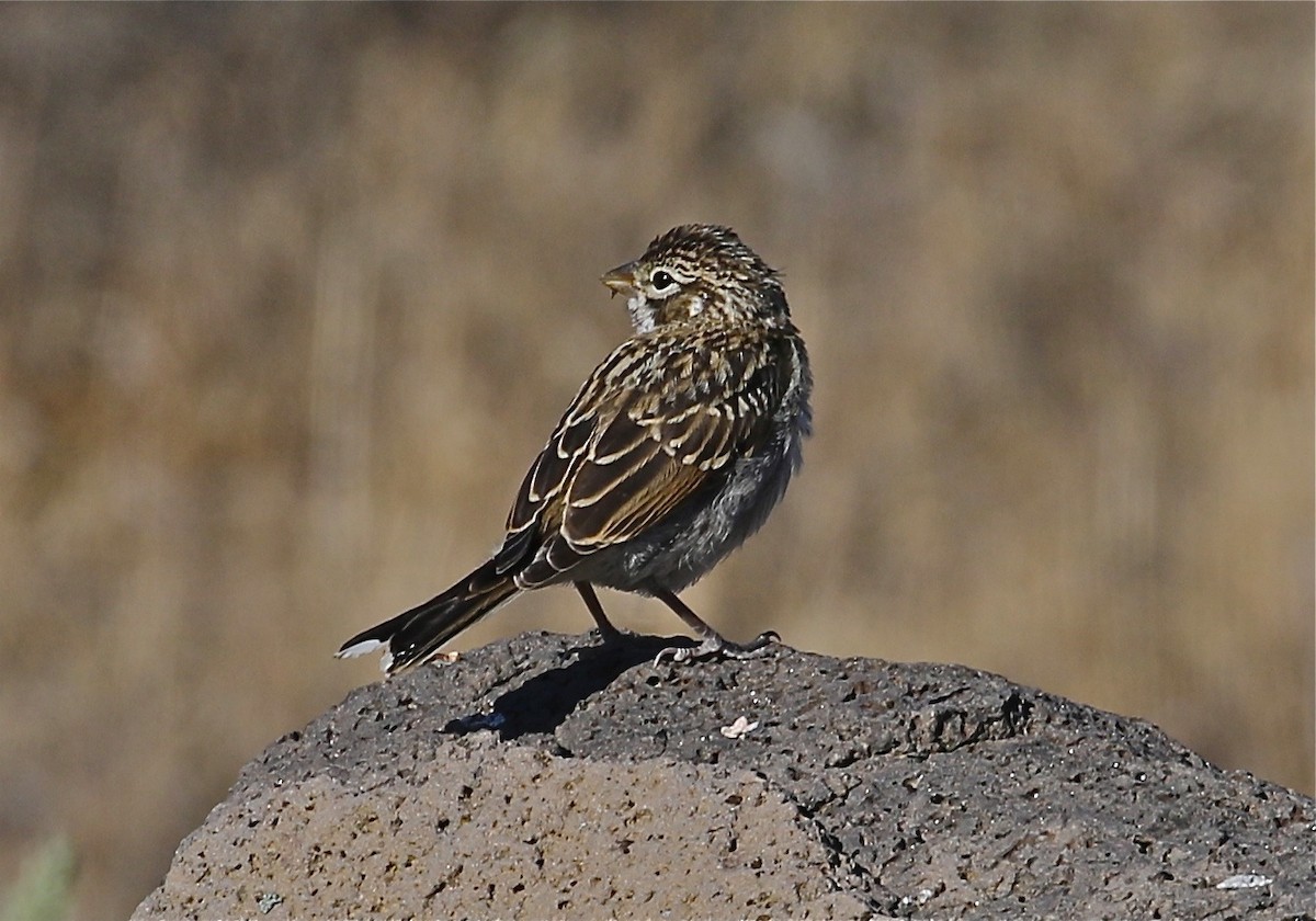 Lark Sparrow - Bill Hill