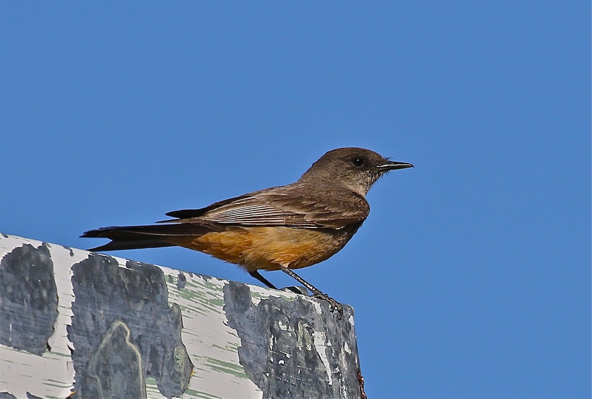 Say's Phoebe - Bill Hill