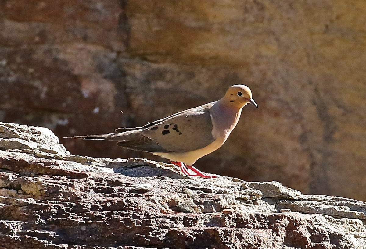 Mourning Dove - Bill Hill