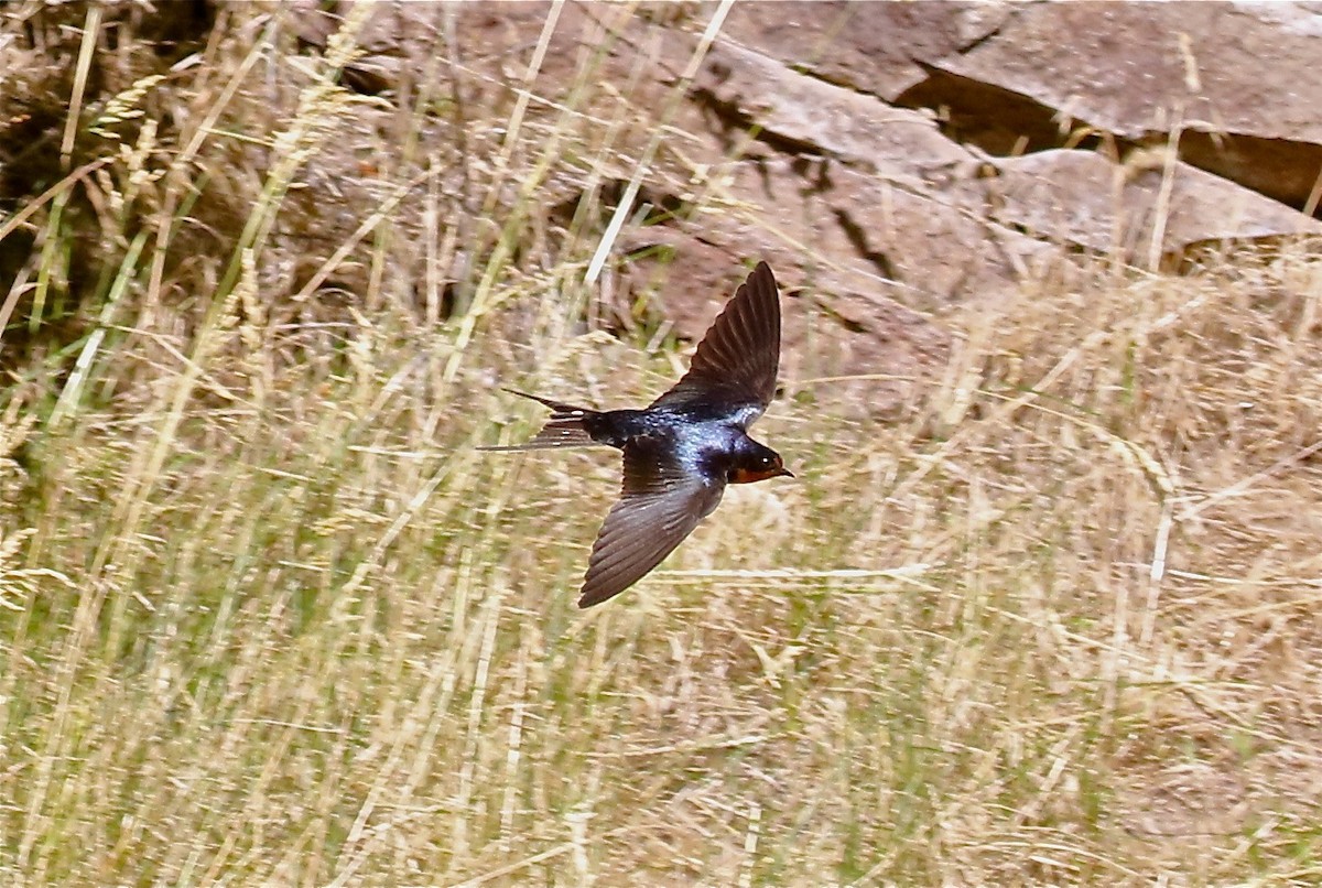 Barn Swallow - Bill Hill