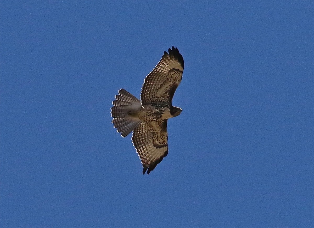 Red-tailed Hawk - ML106547181
