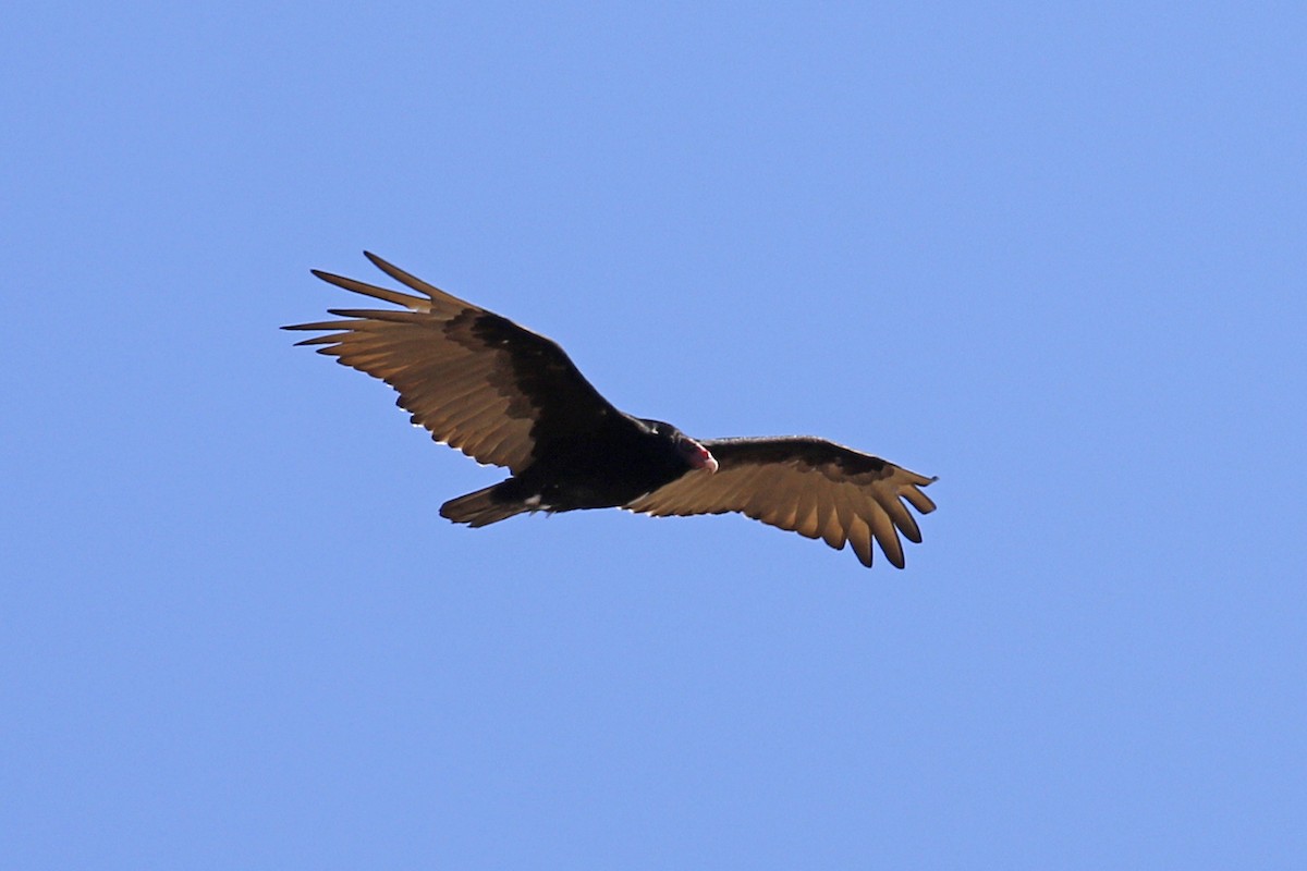 Turkey Vulture - Donna Pomeroy