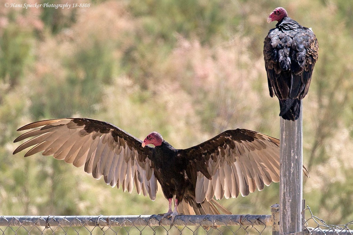 Turkey Vulture - Hans Spiecker