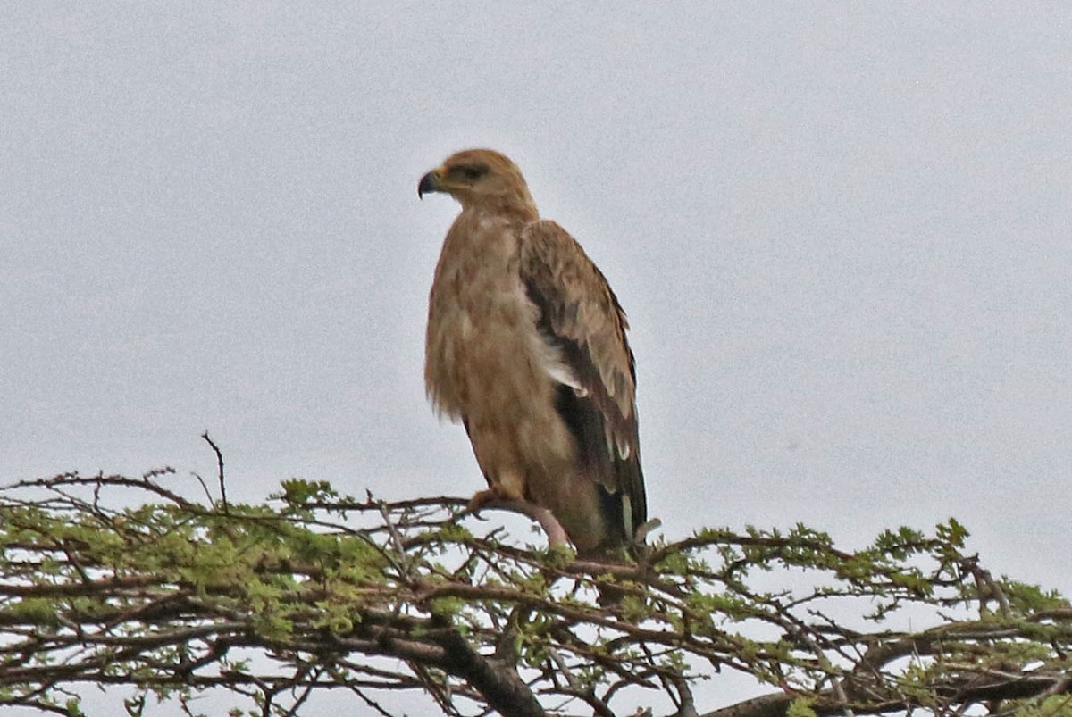 Tawny Eagle - Joan and/or George Sims
