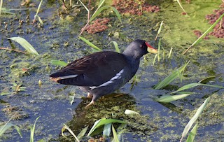 Lesser Moorhen - Paragallinula angulata - Birds of the World