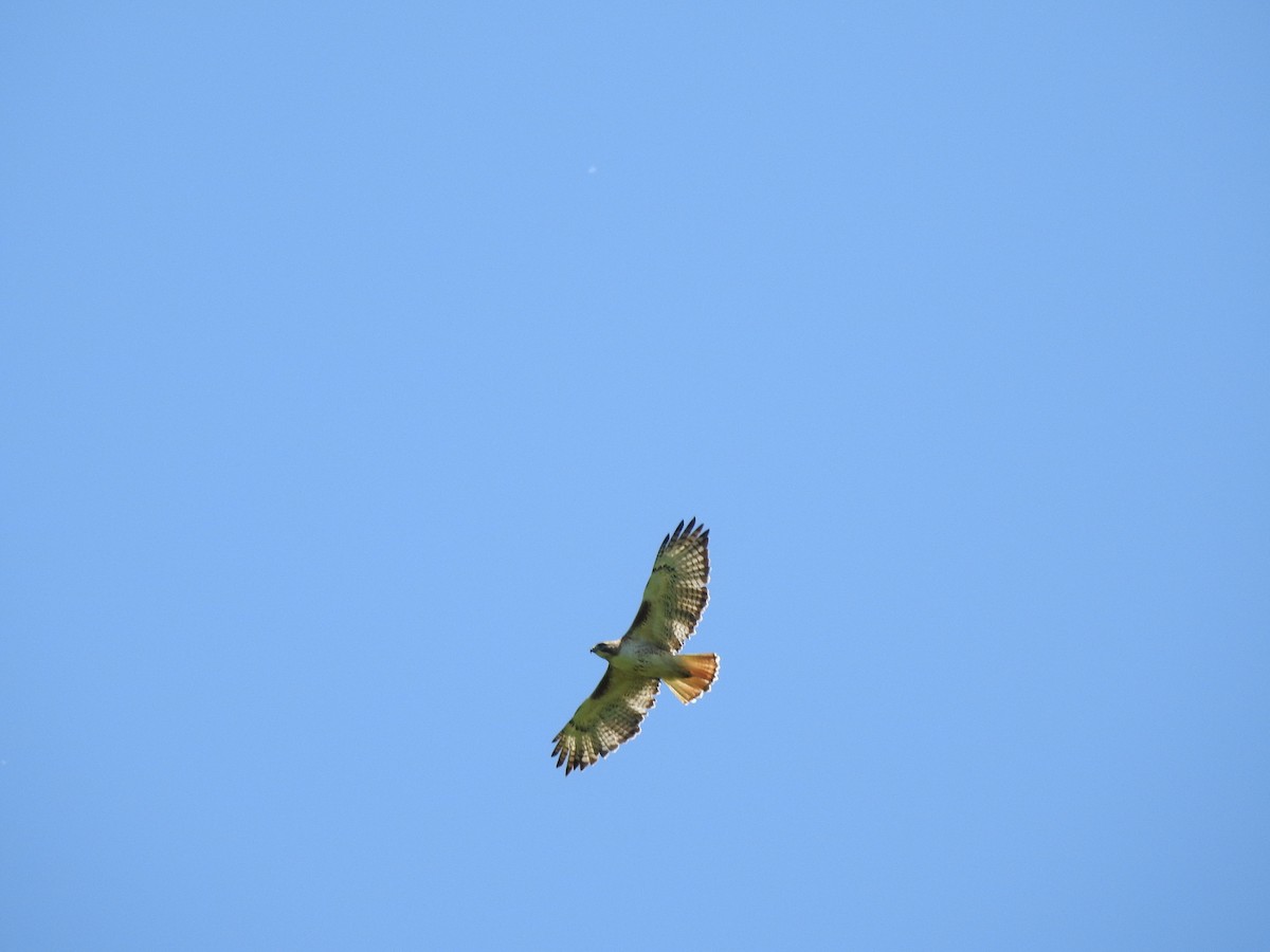 Red-tailed Hawk - ML106559311
