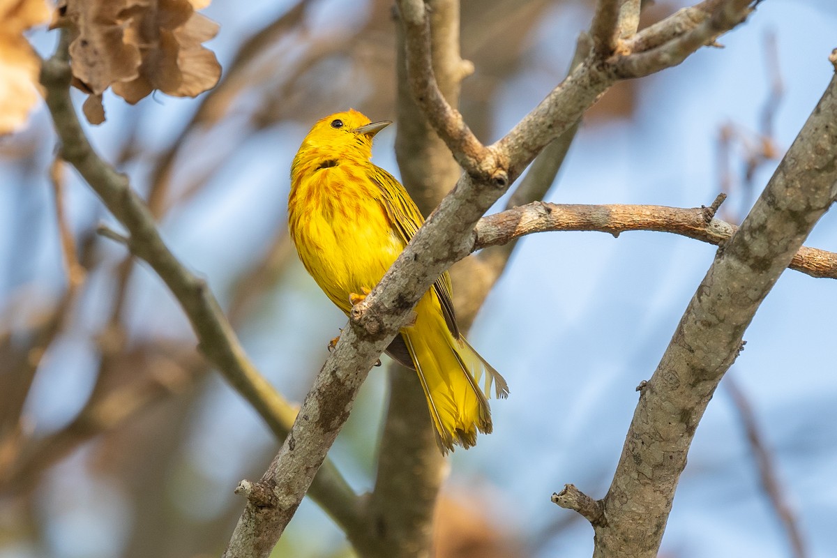 Yellow Warbler (Golden) - ML106562551