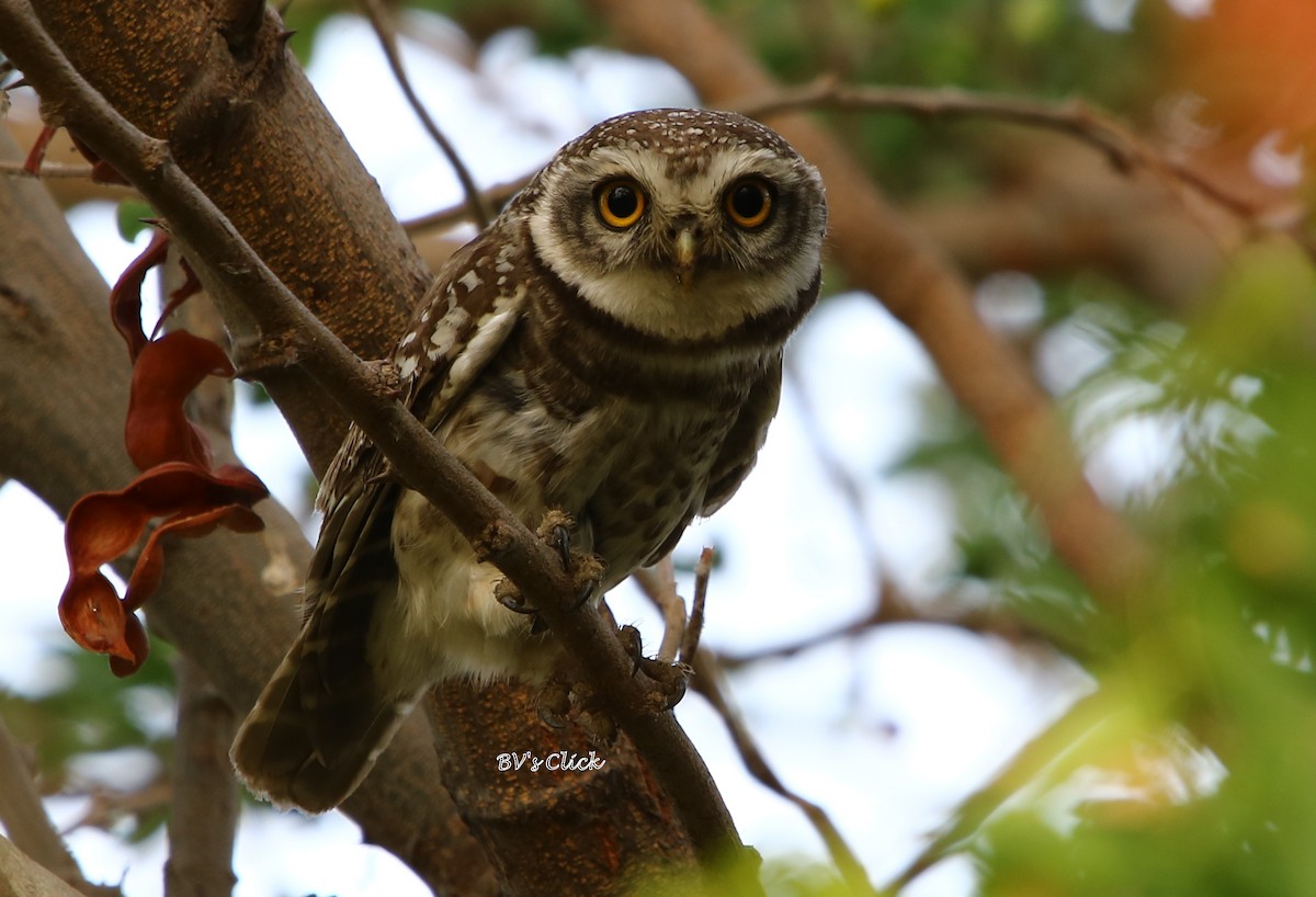 Spotted Owlet - ML106565971