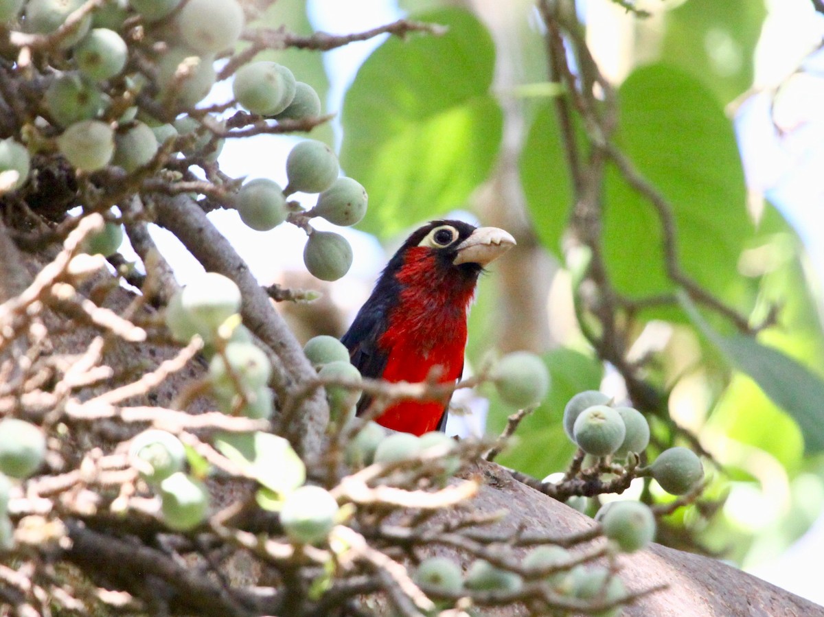 Double-toothed Barbet - ML106569311