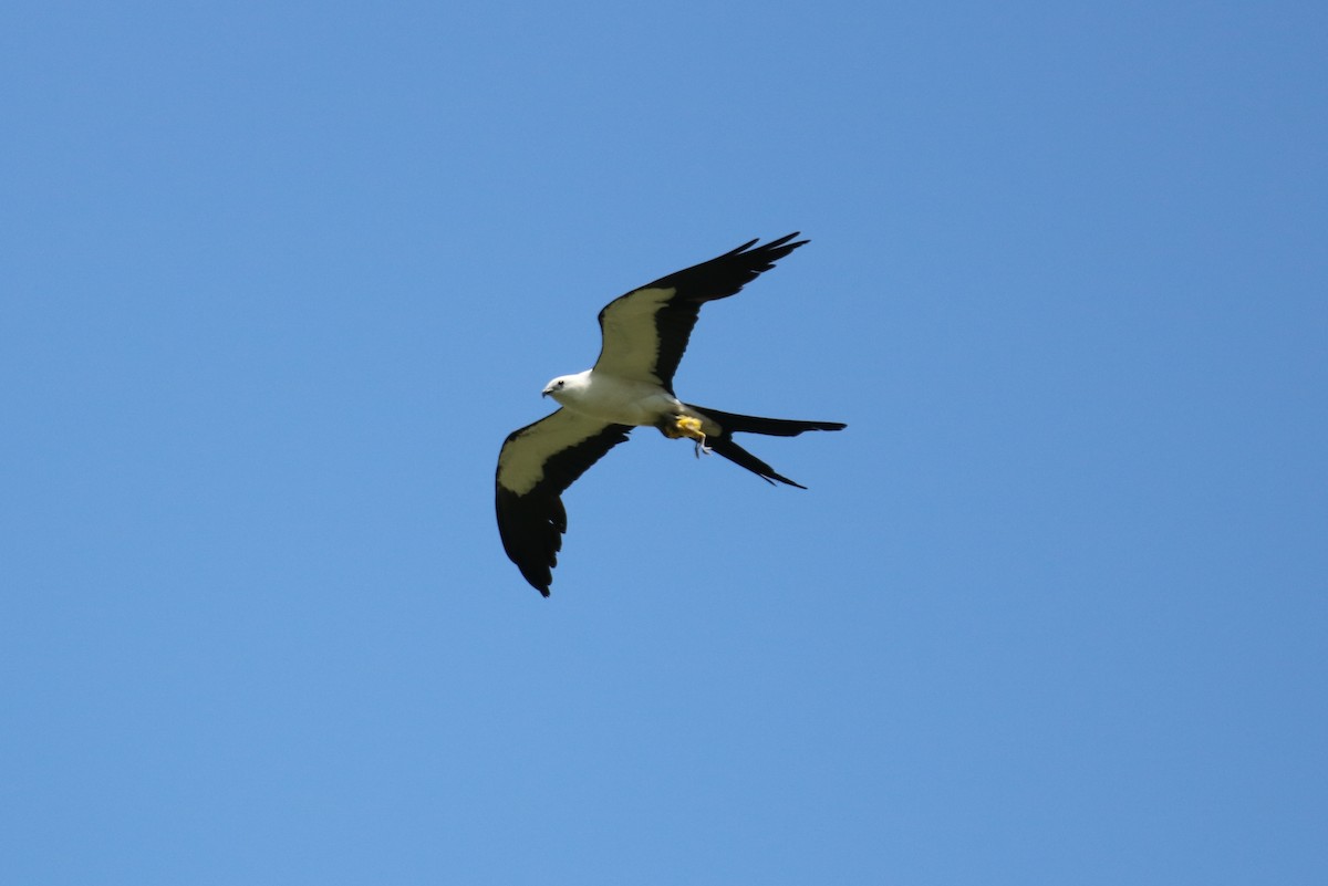 Swallow-tailed Kite - Philip Andescavage