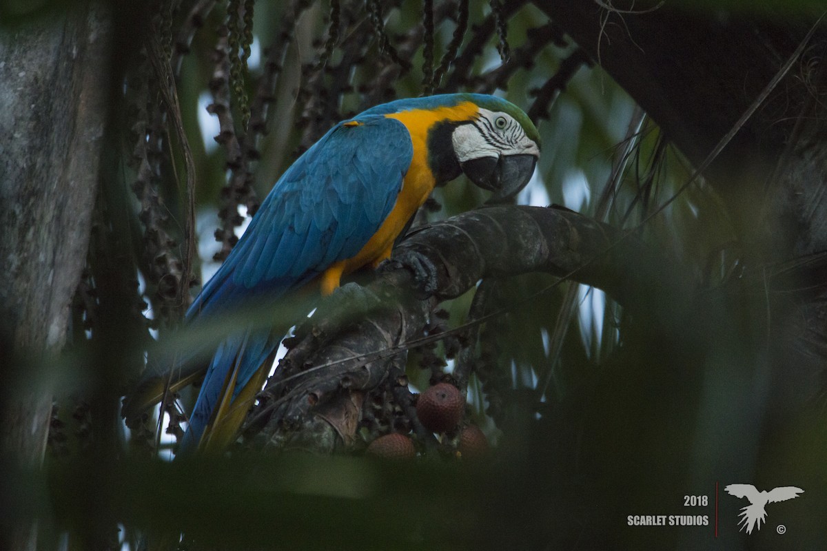 Blue-and-yellow Macaw - ML106571731