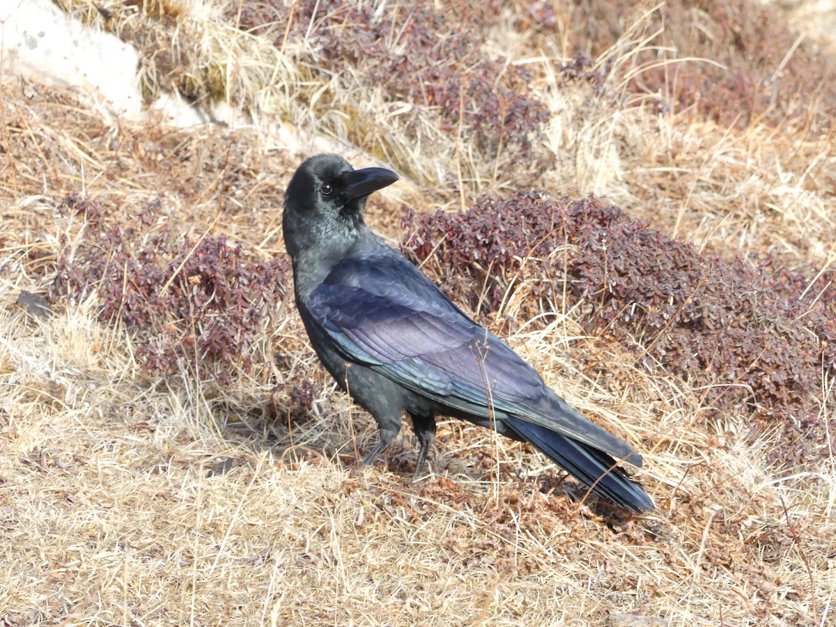 Large-billed Crow - Peter Dunwiddie