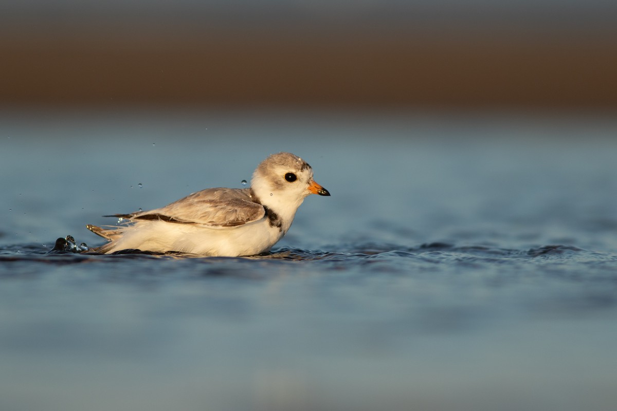 Piping Plover - ML106580031