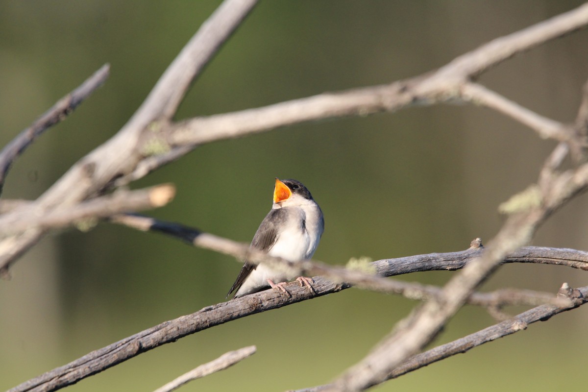Tree Swallow - Eugene Huryn