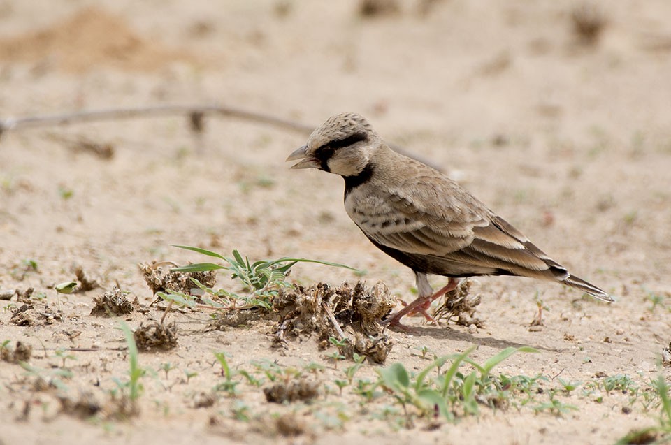 Ashy-crowned Sparrow-Lark - Anil Arora