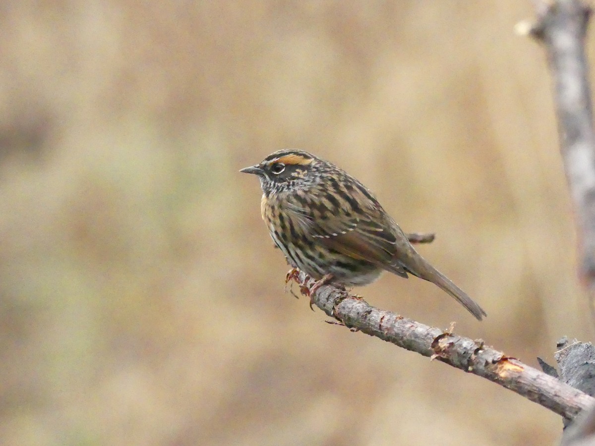Rufous-breasted Accentor - ML106582221