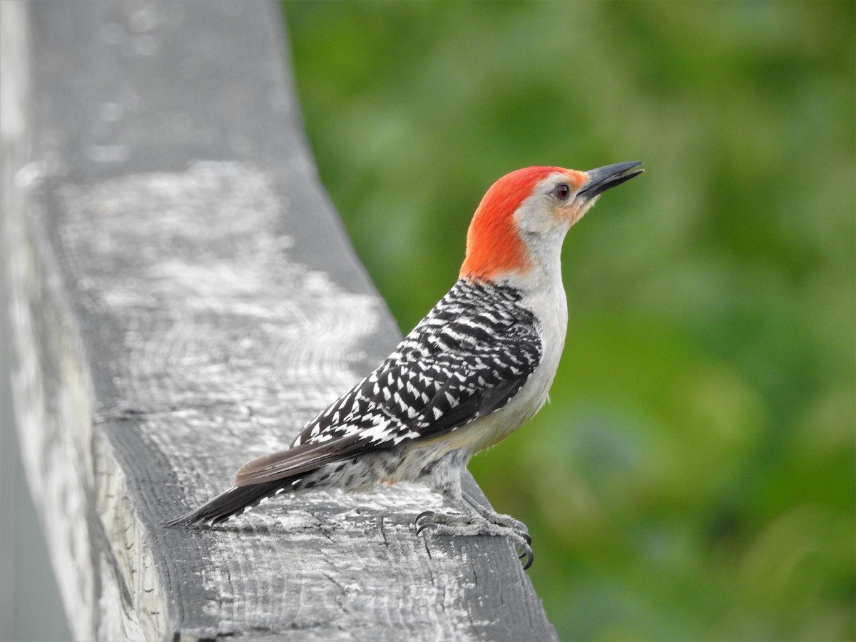 Red-bellied Woodpecker - Edgar Otto