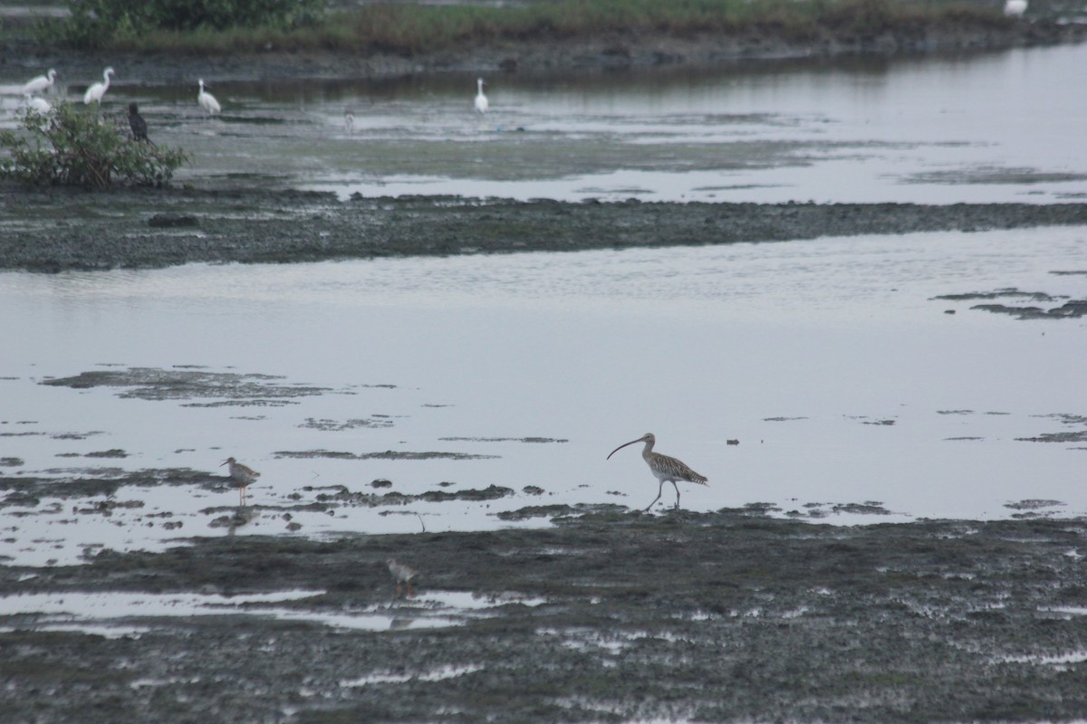 Eurasian Curlew - Karthic SS