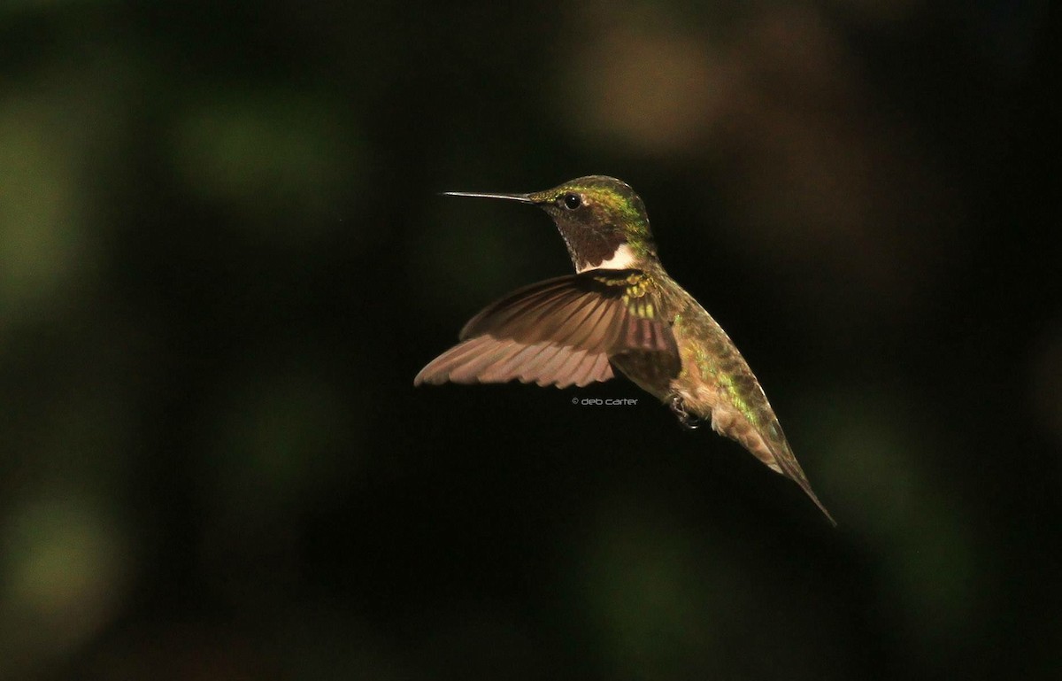 Ruby-throated Hummingbird - Deb Carter