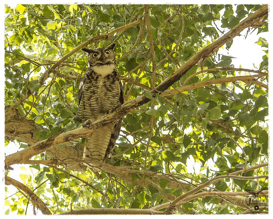 Great Horned Owl - ML106591191