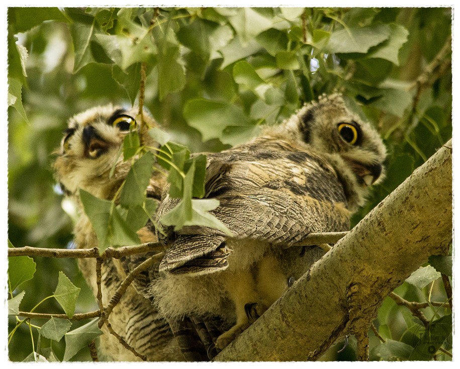 Great Horned Owl - ML106591241