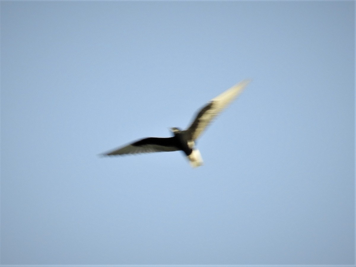 White-winged Tern - Jukka Perttu