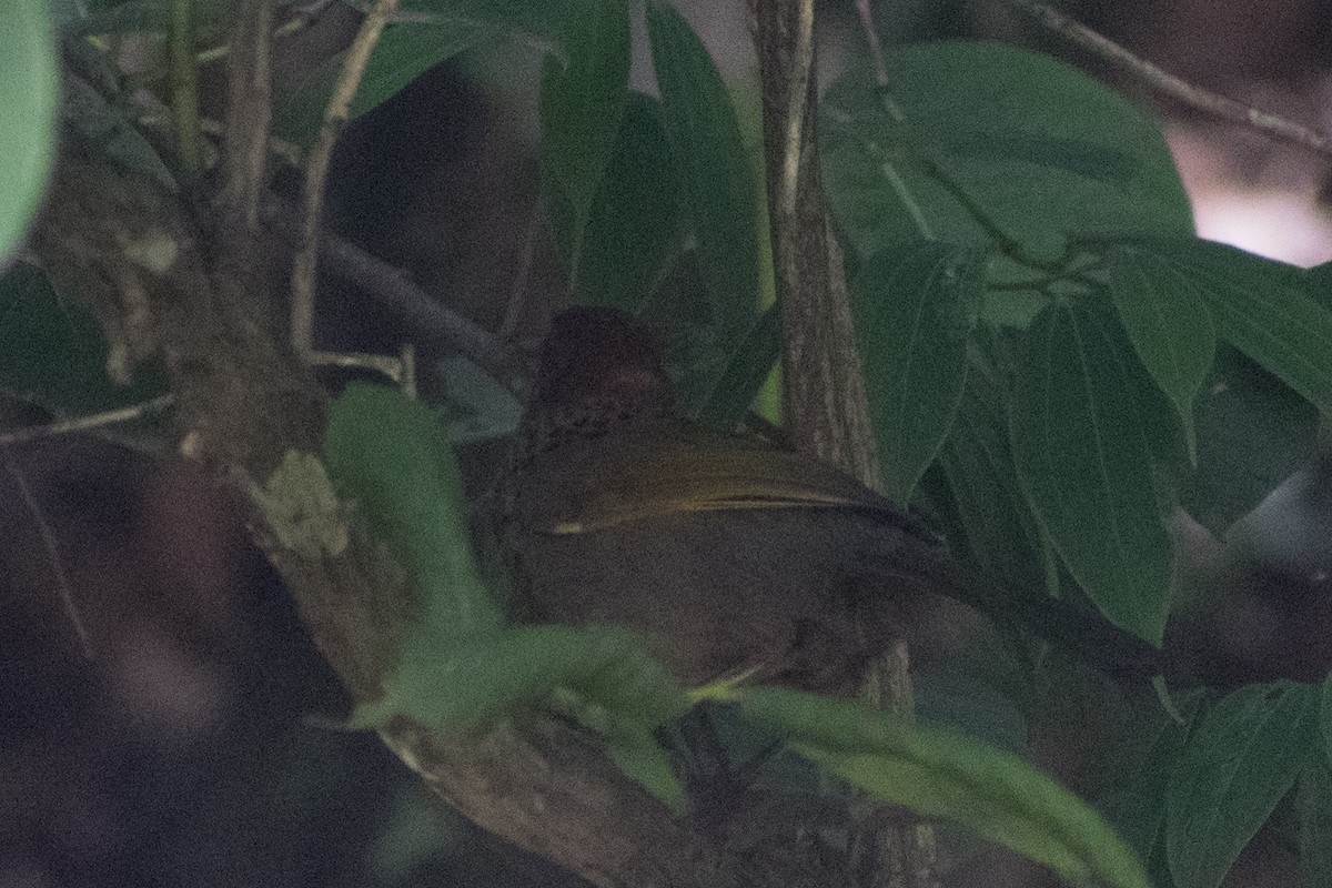 Chestnut-crowned Laughingthrush - ML106597291