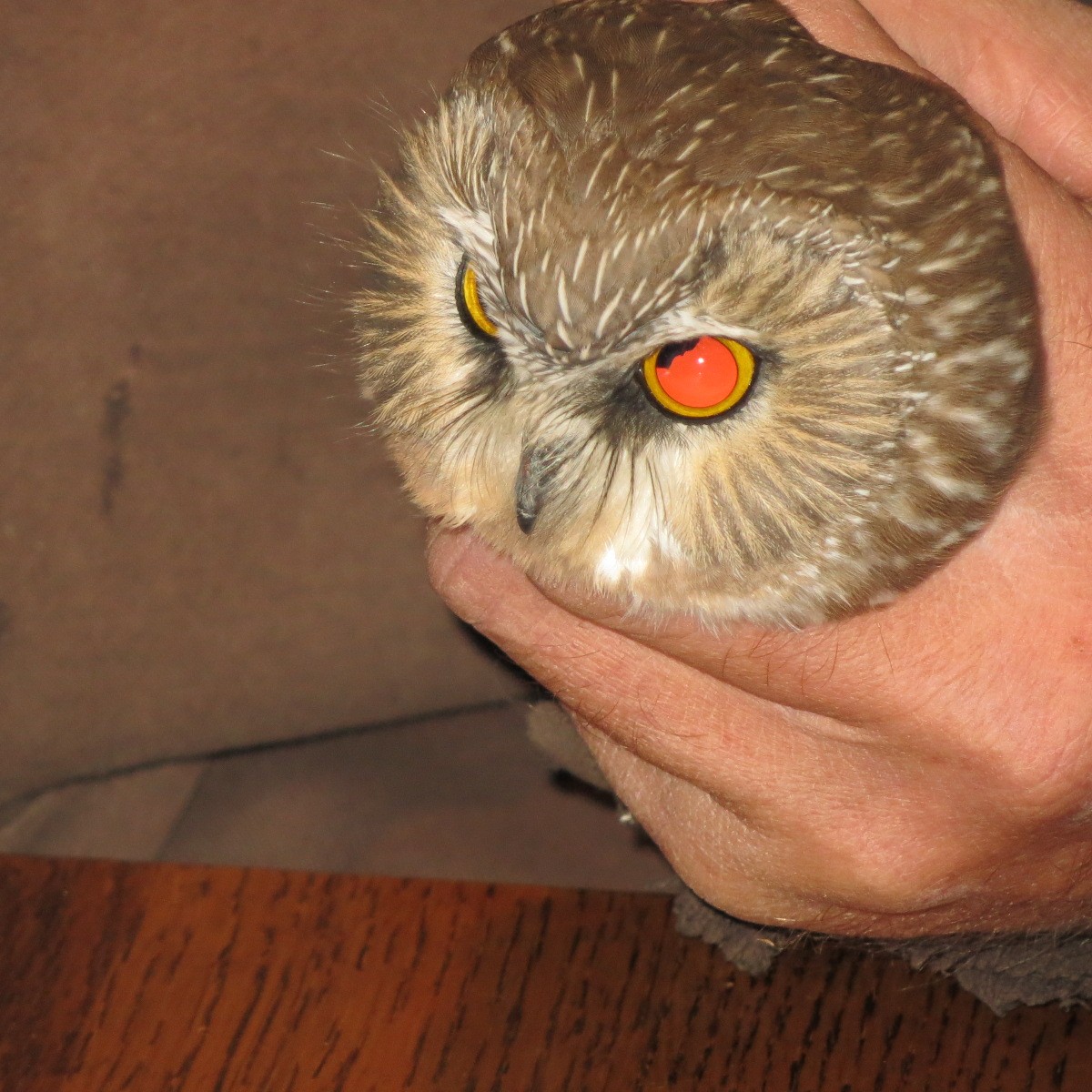 Northern Saw-whet Owl - Geoffrey Urwin