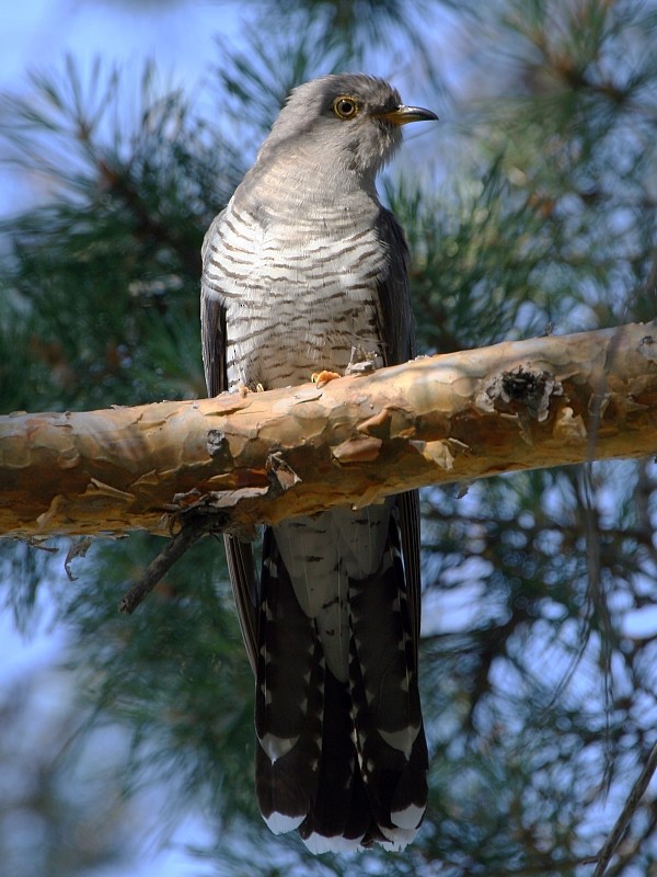 Common Cuckoo - Pavel Parkhaev