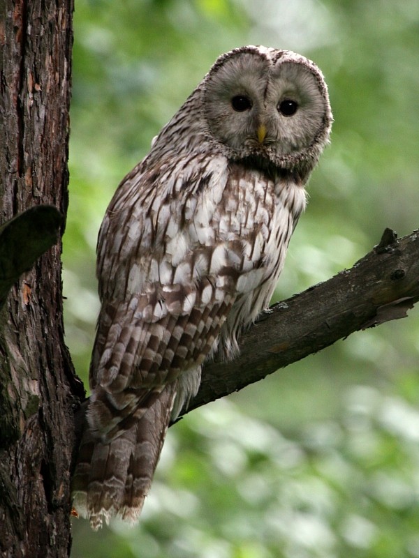 Ural Owl - Pavel Parkhaev