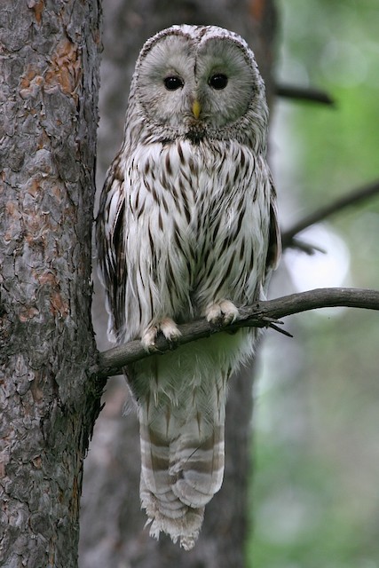 Exploring the Enchanting Ural Owl: A Forest Phantom Revealed