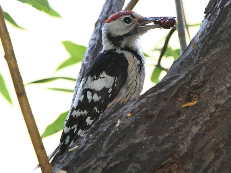 White-backed Woodpecker - Pavel Parkhaev