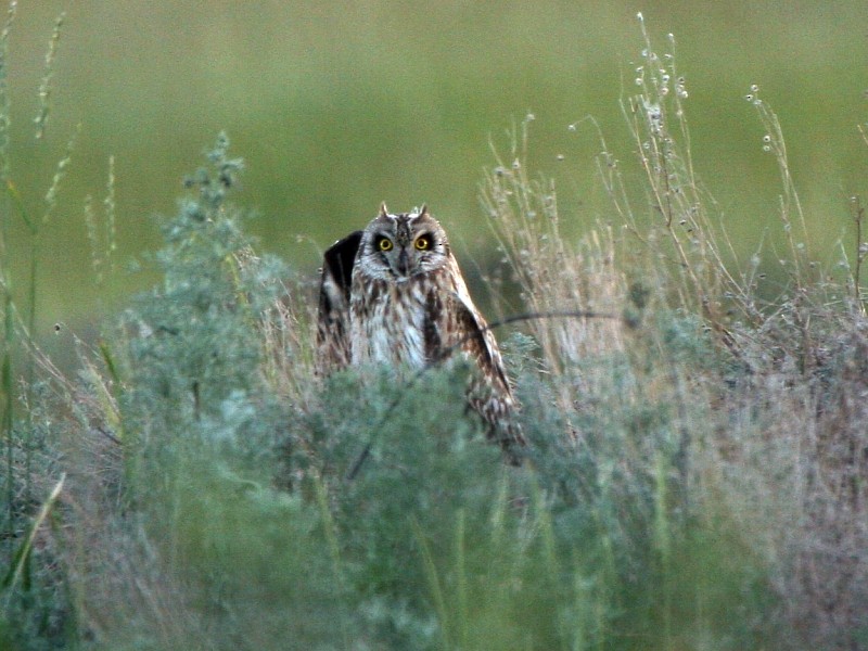 Short-eared Owl (Northern) - Pavel Parkhaev