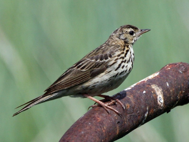 Olive-backed Pipit - ML106599641