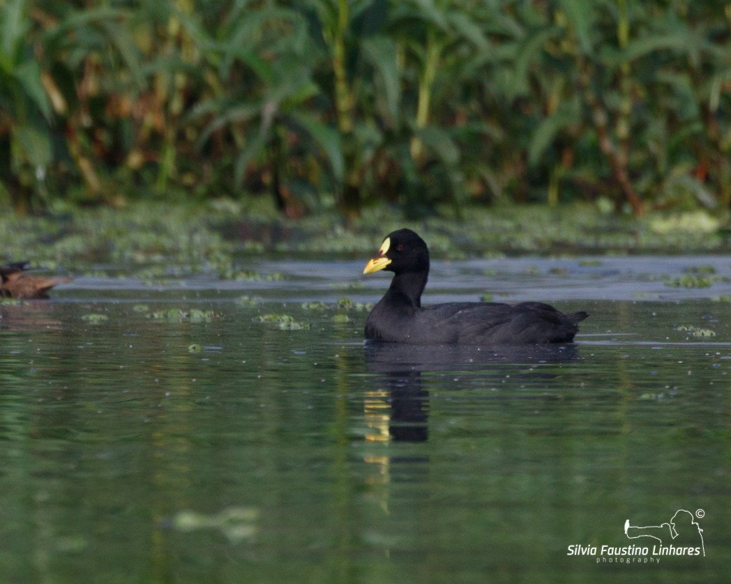 Red-gartered Coot - ML106601791