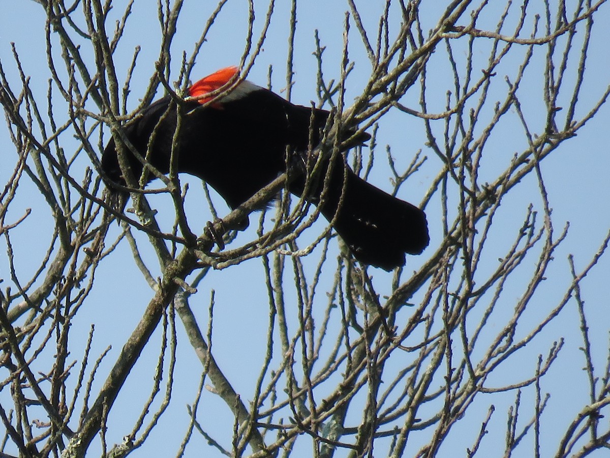 Red-winged Blackbird - Gretchen Shea