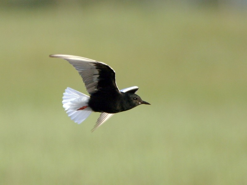 White-winged Tern - ML106602841