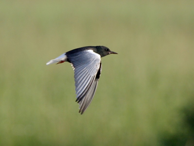 White-winged Tern - ML106602851