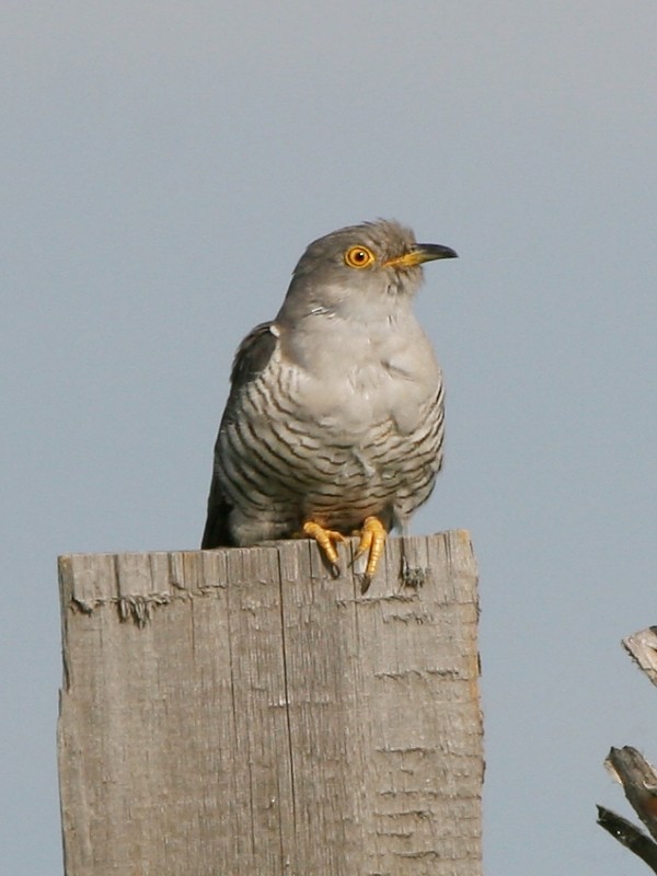 Common Cuckoo - Pavel Parkhaev