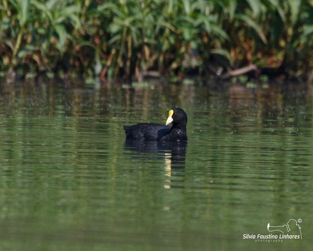 White-winged Coot - ML106604411