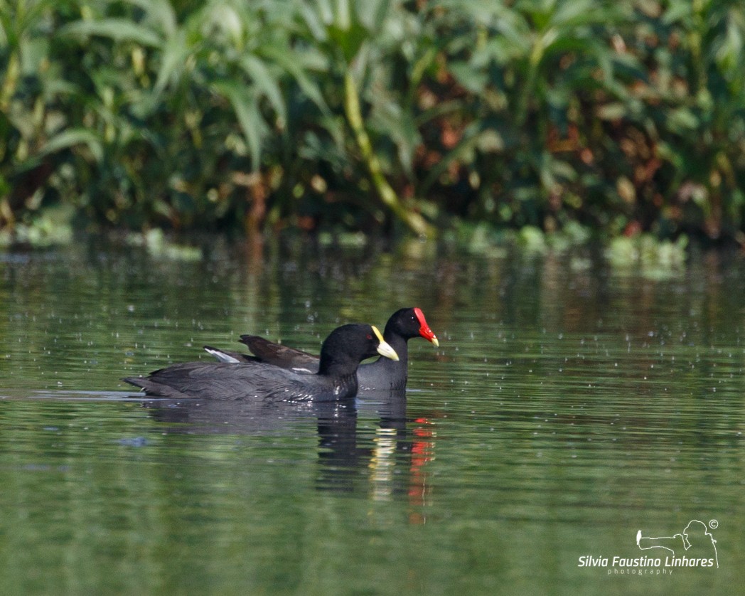 White-winged Coot - ML106604431