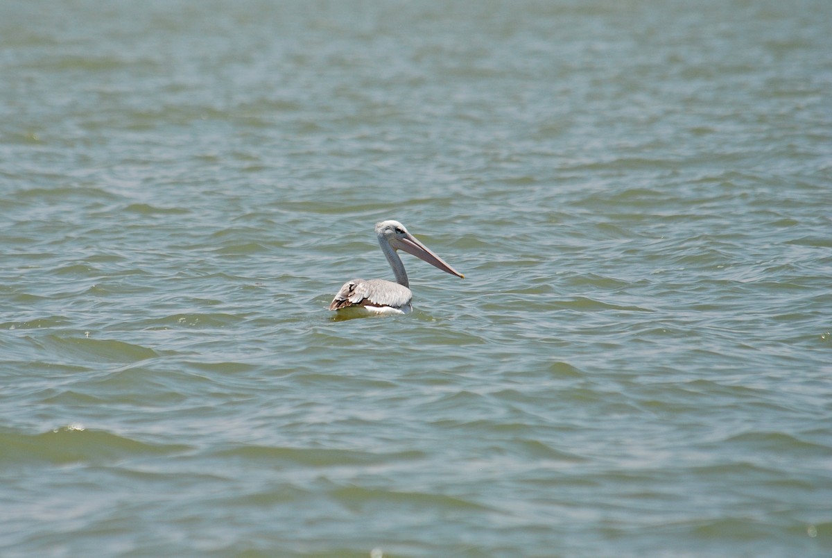 Pink-backed Pelican - ML106607881